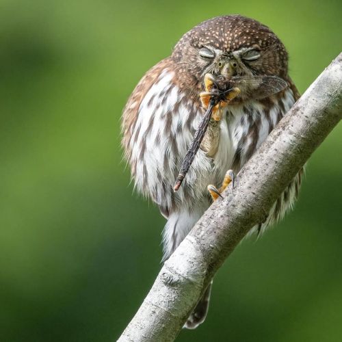 Northern Pygmy Owl, Anthony Bucci