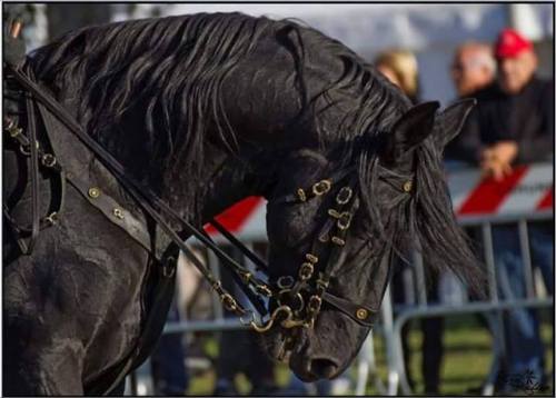 all-the-horses: Tenace Napolitano Paisiello x Famosa Murgese, Stallion Born 2003