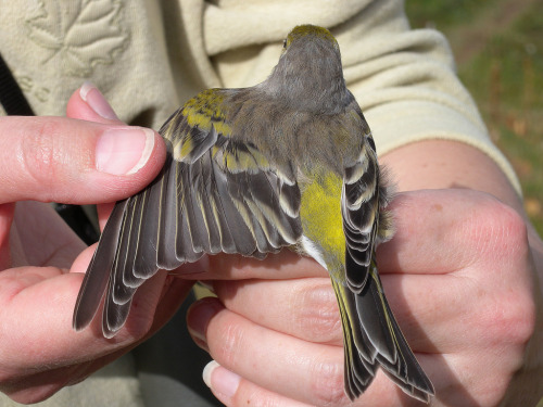 Citril Finch (Carduelis citrinella) >>by Patrick Schmid (1|2)