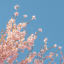 stuffanimesblog