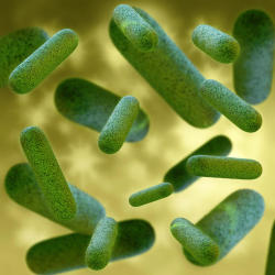 currentsinbiology:  Bacteria Communicate to Help Each Other Resist Antibiotics (Science Daily) New research from Western University unravels a novel means of communication that allows bacteria such as Burkholderia cenocepacia (B. cenocepacia) to resist