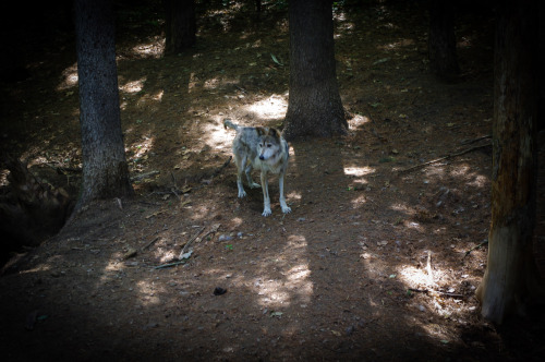 XXX adayaswhomeverimay:  Mexican wolves photo