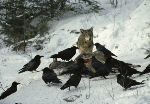 realitymonster: ama-ar-gi: The raven is sometimes known as “the wolf-bird.” Ravens, like