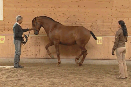 dressageworld: “The piaffe is a dressage movement where the horse is in a highly collected and caden