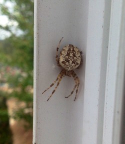 rhamphotheca:  Spider ID: Hi Paxon! I was wondering if I could get an ID on this pretty girl (well I’m pretty sure she’s a girl? I’m fairly ignorant). She’s been hangin out in our window for a while, chasing away boys and changing from a medium