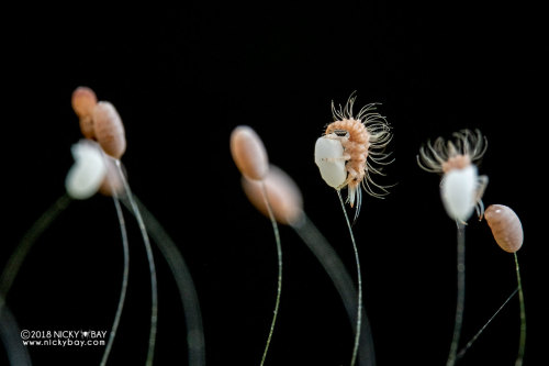 onenicebugperday:Lacewing larvae emerging from eggs, ChrysopidaePhotographed in Singapore by Nicky B