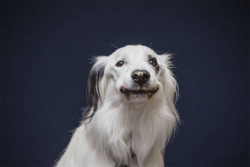 photojojo:Eeeee. Animal photographer Greg Murray knows, Pups + Peanut Butter = Photography Gold!! 