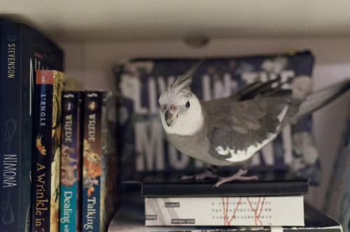 Rajah wants to sit in the bookshelf too!! Just like his big bro Burfi!!(that’s Roshni in the last ph