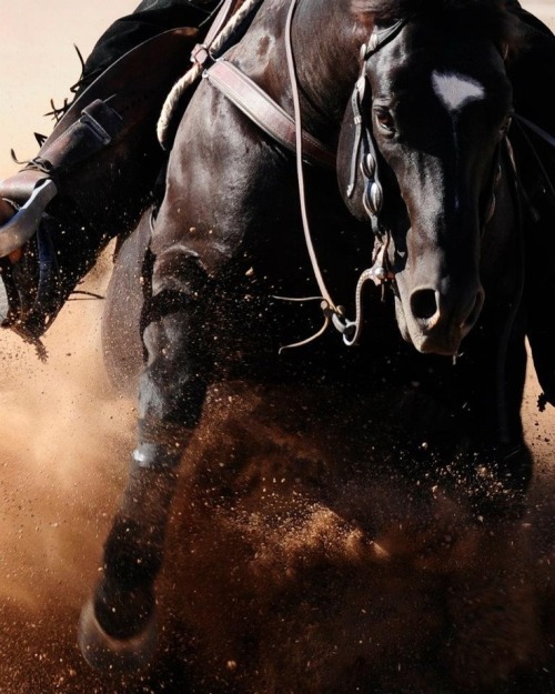 horsesonly: www.pinterest.com/pin/125045327127952300/