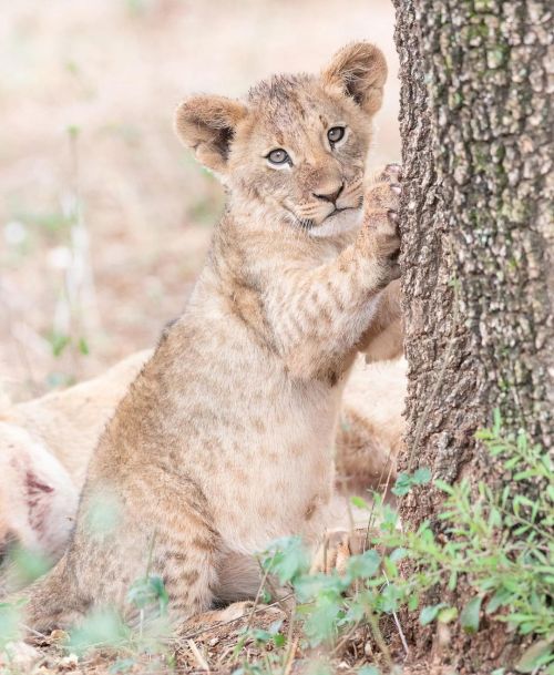 funnywildlife:Follow Today’s featured #wildographydudette &amp; @pangolinphotosafaris host