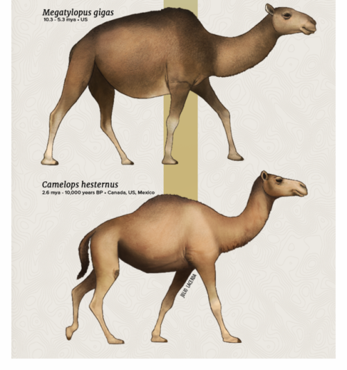 paleoart:Evolution Series: A Caravan of CamelsWhen thinking of camels, images of hot deserts from th