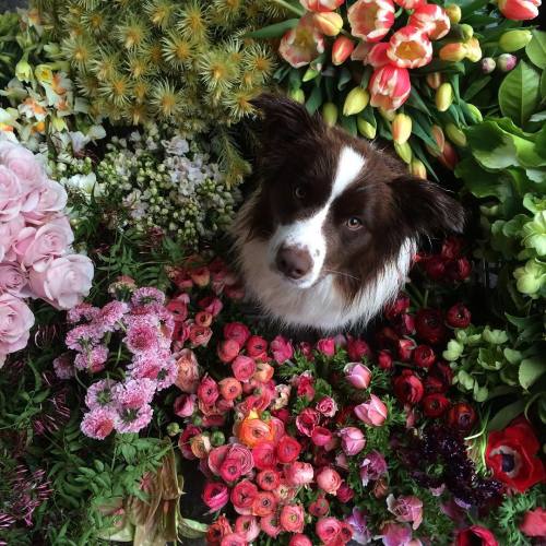 floralls:  Dash and flowers   by  jardinebotanic adult photos