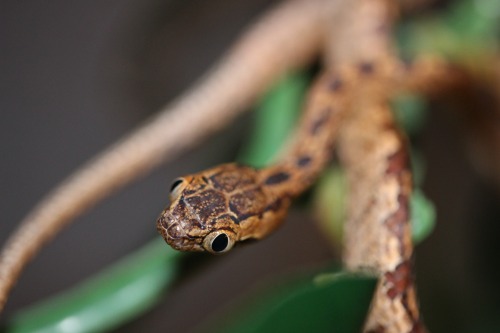 forkedtonguekisses:Thea - Sri Lanka Cat Snake - Boiga ceylonensis