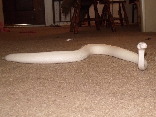 i-m-snek:Leliana shed! She’s approaching 2000g fast, and doesn’t seem to be stopping :P Maybe she’ll