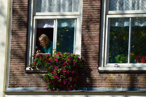 Amsterdam Windows 11