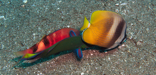 butterflyfish ,wrasse and goatfish