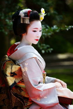 geisha-kai:  March 2015: maiko Fukumari (SOURCE)