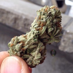 weedporndaily:  Another Frosty ass Bud 