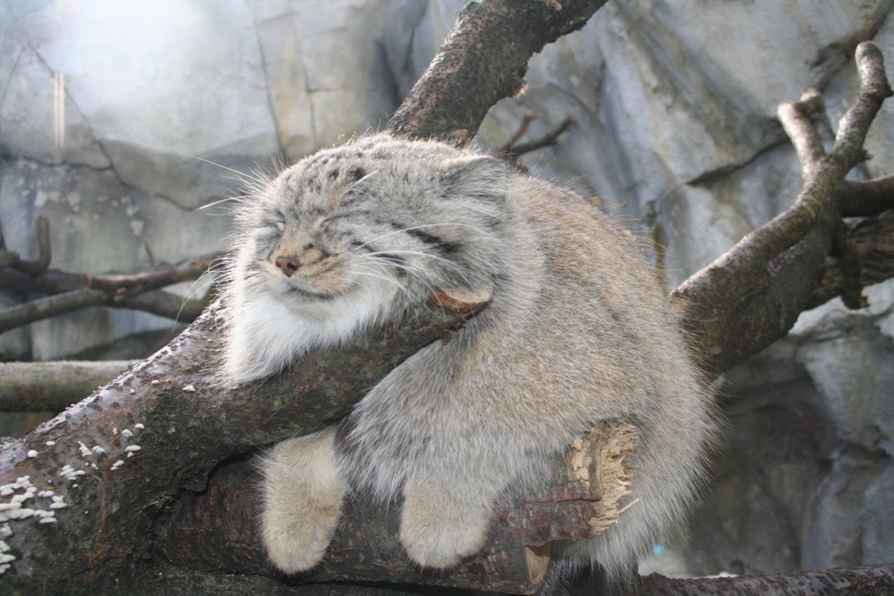 catsuggest:  I’m literally begging you to look at the manul cat at least once because