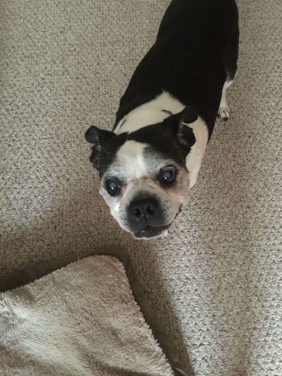 One of my best friends had to be put down today. He was 16 years old, and lived a