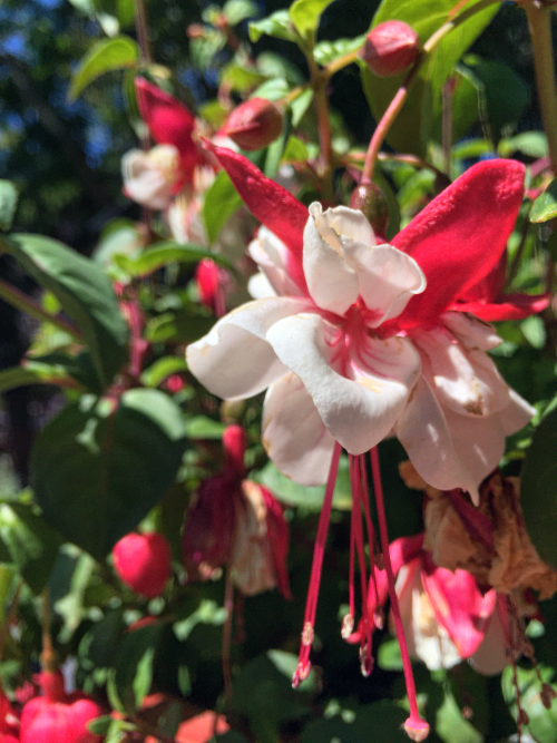 A red Fuchsia. In order, stamen, petal, sepal, and sepal cellulose.