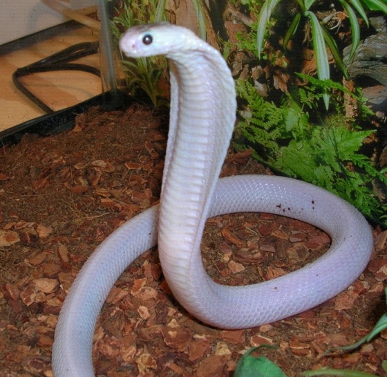 cruiserswagger:  ainawgsd:  Leucistic amphibians and reptiles Leucism (loo-si-zem)