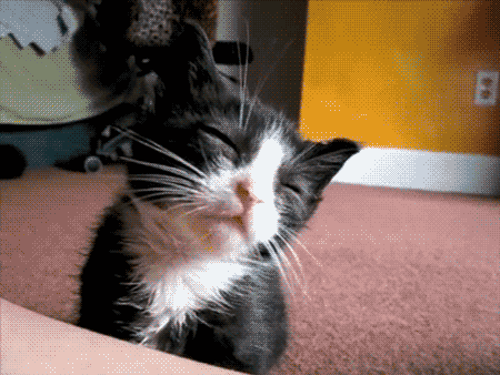 Baby Animal Posts