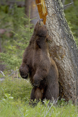 fuck-yeah-bears:  Itchy Bear by D. Robert Franz