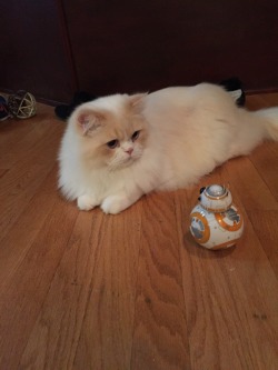 catsandkitten:  This is the droid he’s