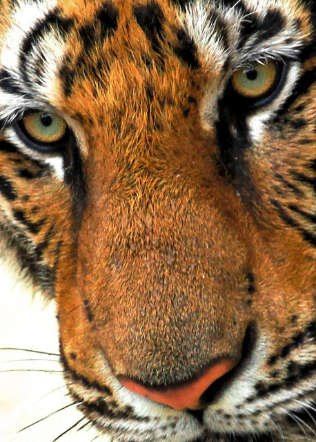 waasabi:  Tiger eyes by @Doug88888 