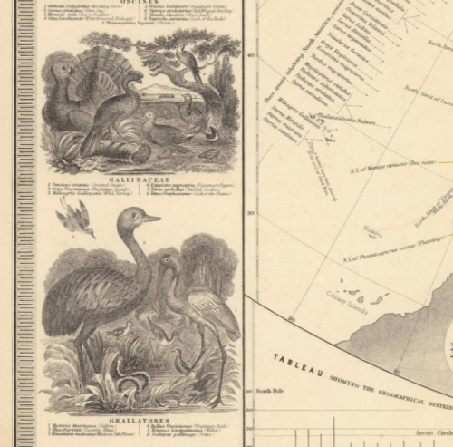 #Feathursday Check out these Types of Birds from the Old World and the New World! They come from a 1