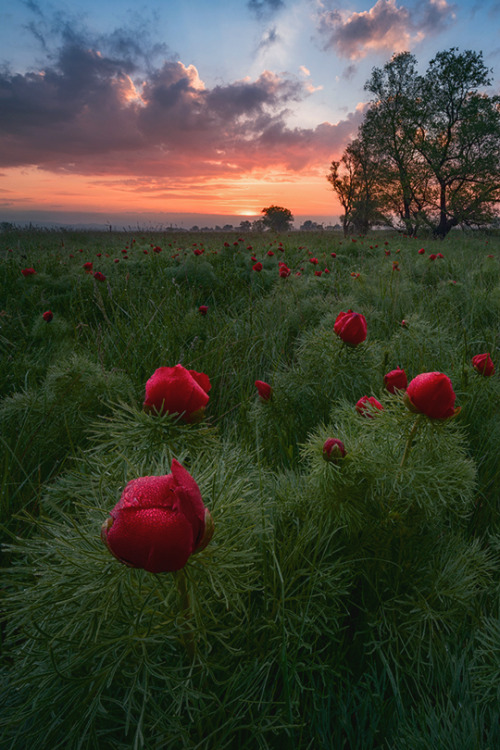 enantiodromija:   The last wild peonies by Емил Рашковски   