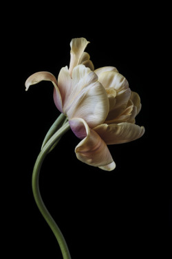 nm-gayguy:  rim-runner:  Tulip ©Benedict