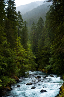 accio-forest:  Ohanapecosh River by Crest