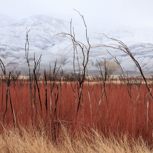 Valley Foliage and Snowy Hills, Inyo County. 2019James Watts