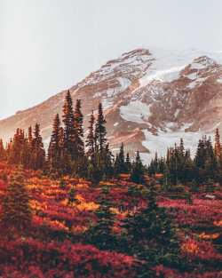 nicholaspeterwilson:  Fall Colors on Mt Rainier 