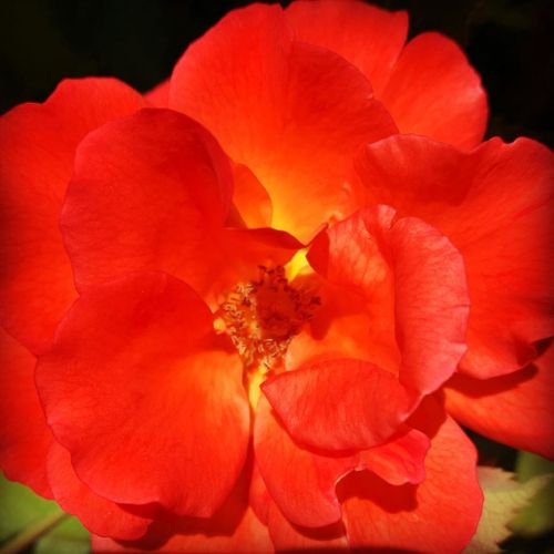 Orange rose  https://www.instagram.com/p/CBKbDe-j4OI/?igshid=4h5uk0d8u0ic