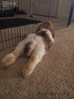 dailybunny:  Nothing Like a Nice Leg Stretch for a BunnyHappy Bunday! Thanks, Pia and bunny Ottilia! Pia writes, “Clean carpet clean house and now is time for her Yoga!”