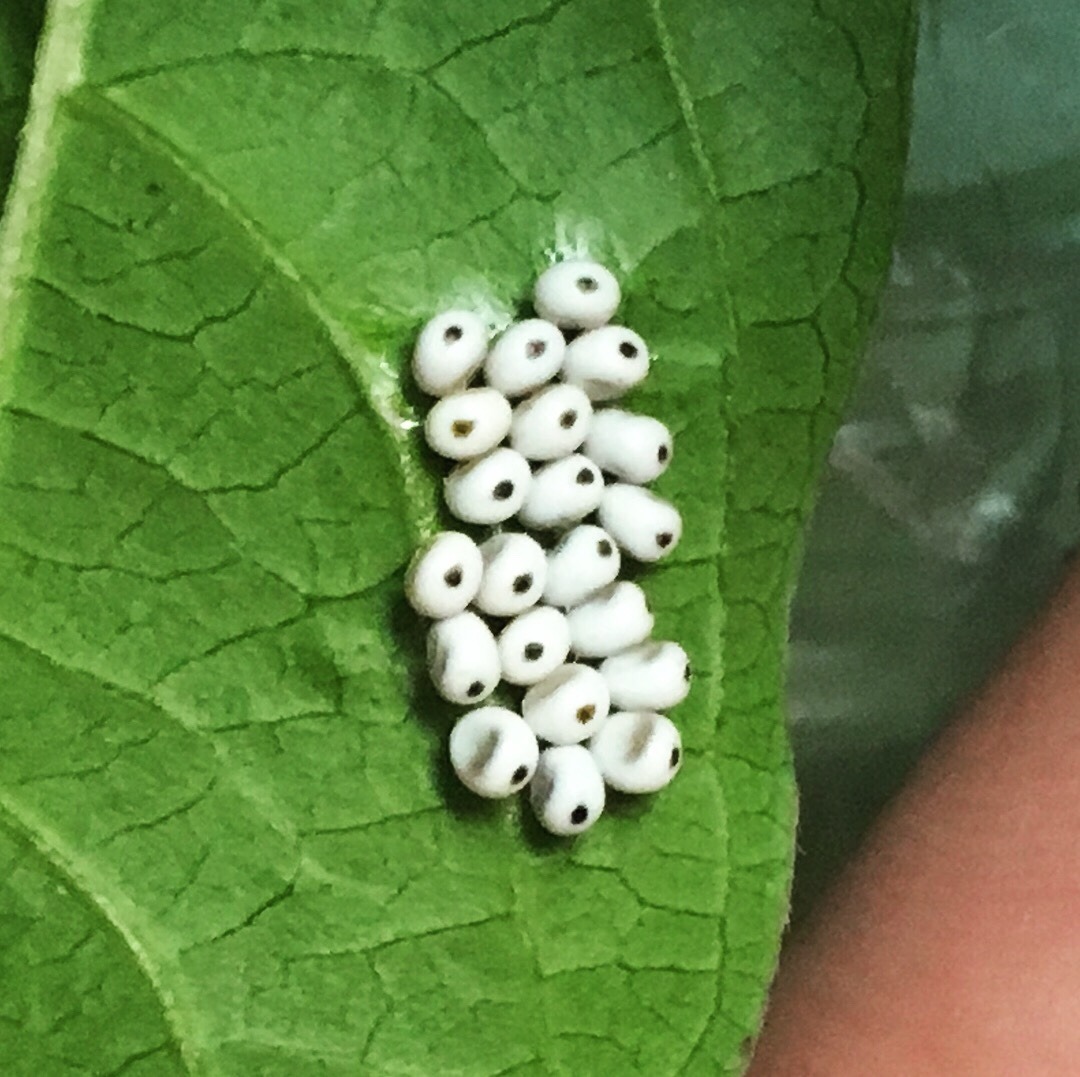 stink bug eggs Tumblr