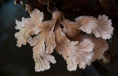 libateperto: woodenaxe: 1. Bleeding Tooth Fungus 2. Schizophyllum Commune 3. Rhodotus Palmatus 4.