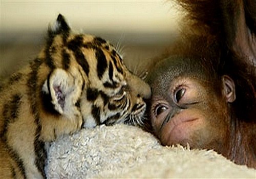 wonderous-world:  Tigers don’t normally snuggle with orangutans. The big cats are meat-eaters, after all. But when Demis (above) and Manis the tiger cubs were rejected by their mother, zookeepers at Taman Safari Zoo thought they might like the company
