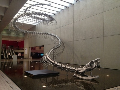 karina-paleontologist:Titanoboa, meaning “titanic boa,” is an extinct genus of snakes that is known 