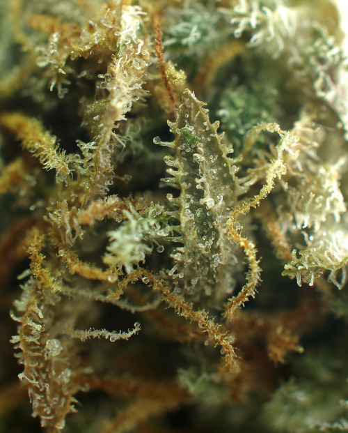 weedporndaily:  85% crop (by bishtits)