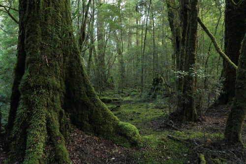 90377:   	Moss by Penny Whetton adult photos