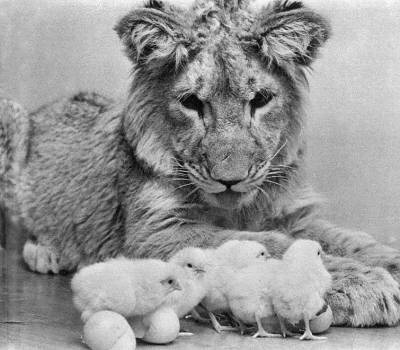 wolverxne:  "A Lion Called Christian" Christian was a lion originally purchased by Australians John Rendall and Anthony "Ace" Bourke from Harrods department store of London, England, in 1969 and ultimately reintroduced to the African wild