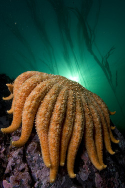 thelovelyseas:  A sunflower sea star draped over an underwater rock. by Paul Nicklen