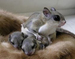  A Japanese Dwarf Flying Squirrel With Her Babies 