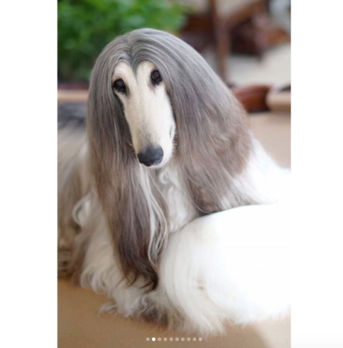 theseriouscynic:babyanimalgifs:Looking fabulousIt’s worth every cent.