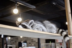 Cutie trash panda! :D He sleep :3@dirtypawz
