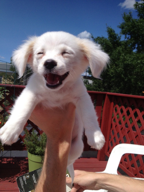 awwww-cute:  Weeeeee! 